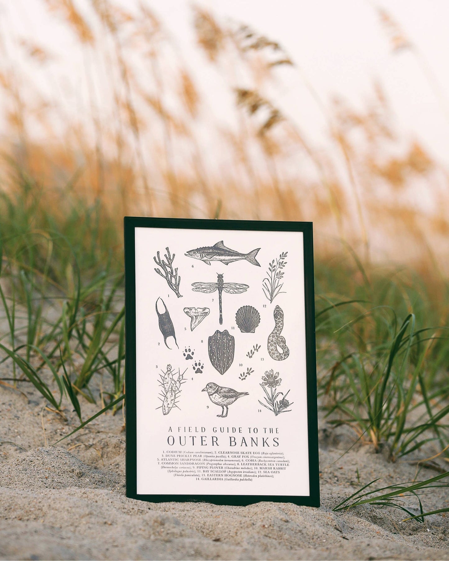 Outer Banks Field Guide