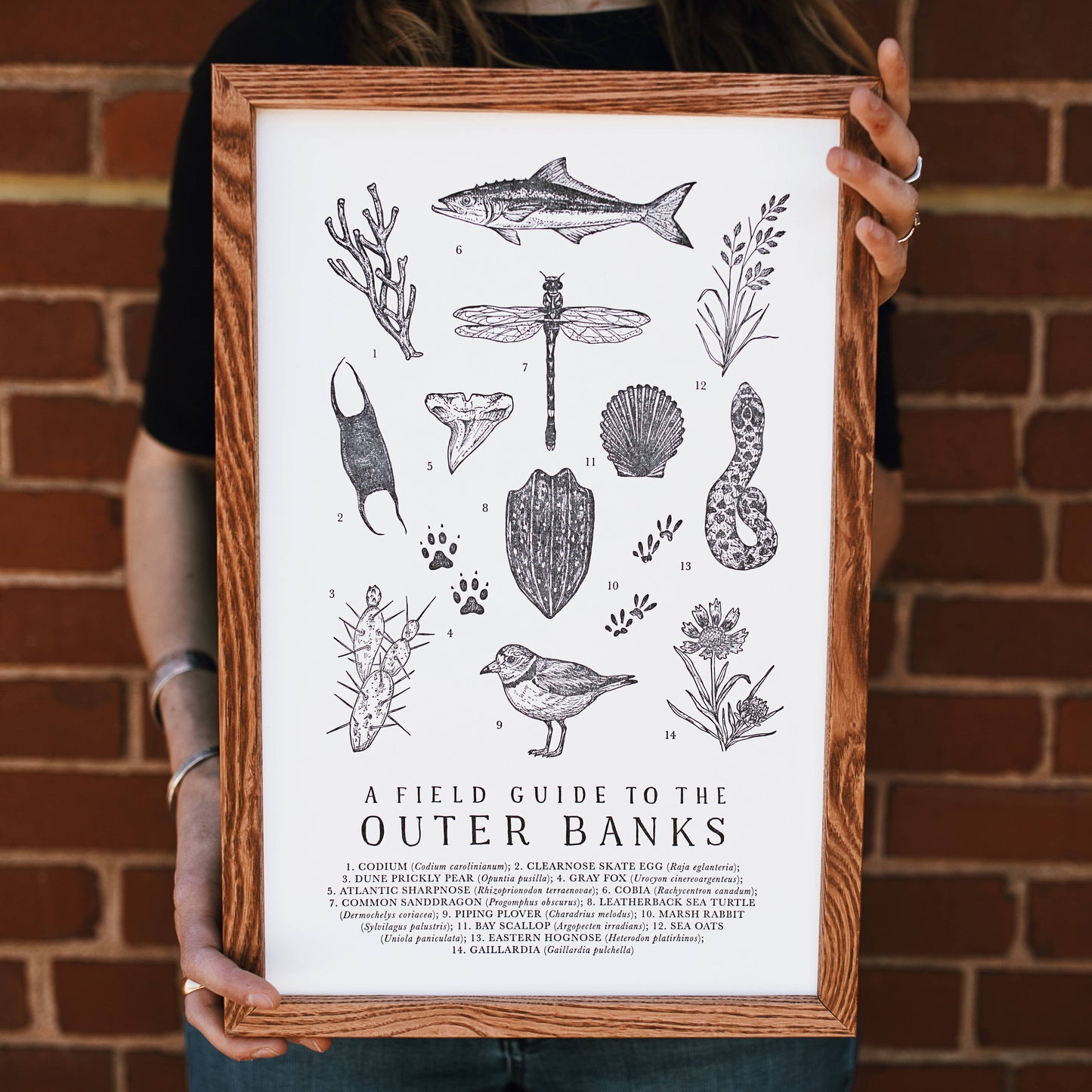 Outer Banks Field Guide