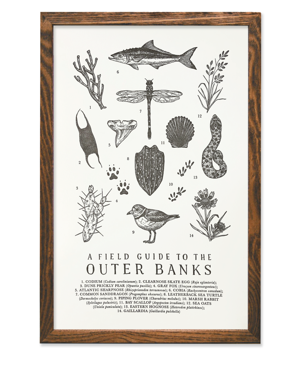 Outer Banks Field Guide